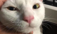 大猫网红大本,揭秘网络红人的魅力与影响力