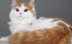 一只立耳猫,独特魅力与温馨陪伴