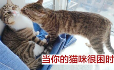 猫猫好困,揭秘猫咪嗜睡背后的秘密