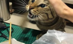 网红小馋猫,美食探索之旅，带你领略人间美味