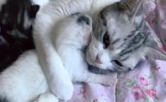 相扑猫微密圈免费,时尚穿搭与社交互动的完美融合