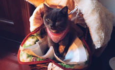 喵小猫吃柠檬